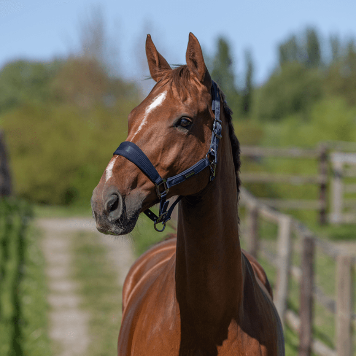 Kingsland Lucca Halter and Rope